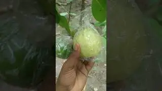 ripe guava Fruit#shorts #fruit #youtubeshorts #shortvideo