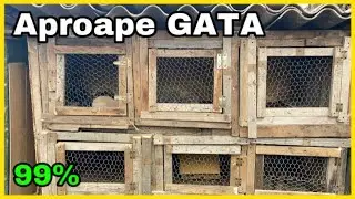 99% SUNT GATA NOILE CUȘTI PENTRU IEPURI !?🥳🐇