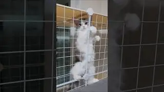 Tiny but mighty &mdash; Winter&rsquo;s loud meow 🐾🐱#cat #cute #cutecat #kitten #funny #pets #firsttime