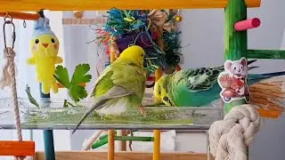 BUDGIE BATH! Cute Budgies Splash and Play in the Water! Happy and healthy! 🛁💦🦜#birdbath #birdbathing