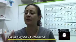 El celo de las perras