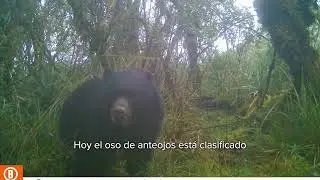 Día Internacional de la Protección de los Osos