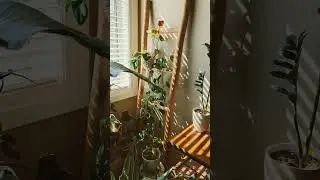 Plant-filled South facing window.  #urbanjungle #houseplants