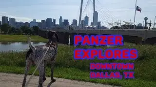 First visit Downtown Dallas, Texas - with cute GSP puppy Panzer