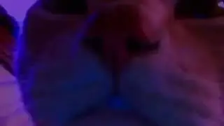 cat vibing
