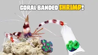 I bought a HUGE Coral Banded Shrimp and 3 NEW Corals for my REEF TANK!
