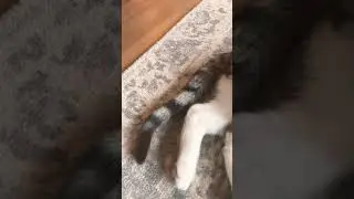 His paws adorable