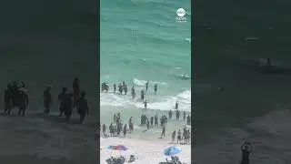 Shark and stingray tussle right off Florida shoreline