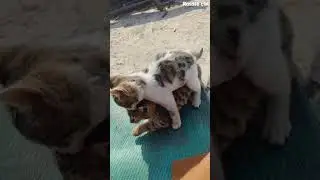 Cat videos cat fight viral video 