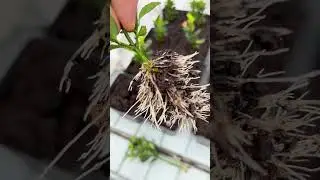 Rhizopon Root Growth: Treated vs. Untreated Cutting