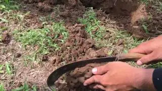 How to get termite queen