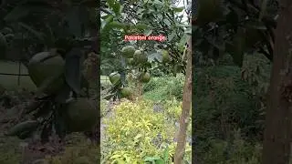 Pakistani orange ll plant available all over India delivery c.7478084530#Pakistani komola#orange#ind