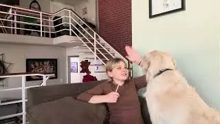Pause, for the Paws