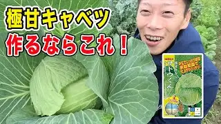 キャベツおすすめ品種紹介「サトウくん」収穫