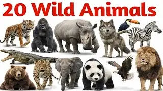 20 Wild Animals Name in English & Hindi | Jungle Animals for Kids