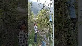 summer pruning