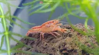 CPO Mini Mexican Dwarft Crayfish |  Lobster Hias Lucu Mexico Air Tawar Di Aquarium Kecil