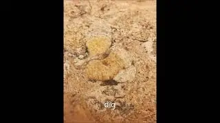 微生物化石图片，Photos of a microbes fossils