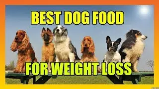 Top & Best Dog Food on Amazon For Weight Loss Including Senior Dogs ~Reviews For Paws~