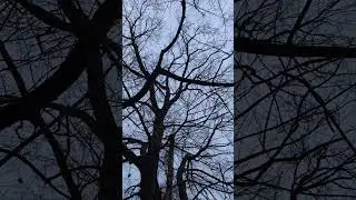 Winter Geese Flying