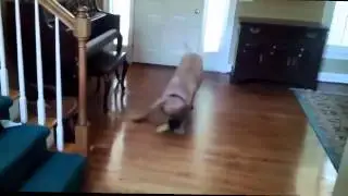 Funny Dogs Sliding on Wood Floors Compilation 2025 [Full HD] - Funny dogs video