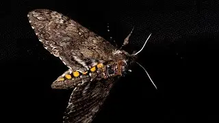 Dropping Sensors From Live Moths