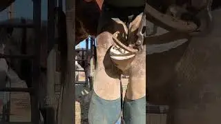 Trimming a severe thrush hoof #Horse #Satisfying #ASMR #foryou #hooftrimming 