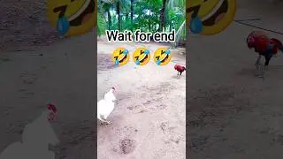 aseel murga 👑💥🐣#animals #nature #reels #viral #video #viralshorts #pets #aseelfarming #kabootar