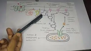 IP3 pathway(Bangla)
