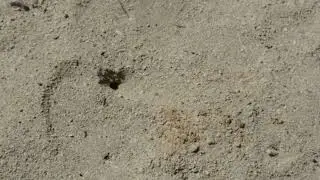 Fast-Forward: Tiny Bug Digs an Underground Nest | Incredible Insect Engineering