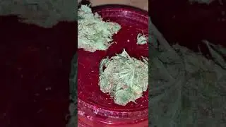 Amnesia Haze - Strain Review- UK Cali 🔥 ( And sneak peek at my own grown Pineapple Chunk)