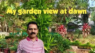 My garden view at dawn 