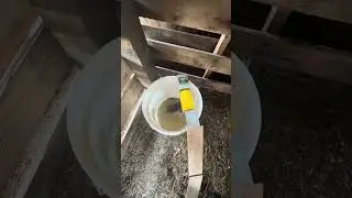 Rat Problem Part 2: Success #RatTrapSuccess #HomesteadLife #GoatCare #PestControl #DIY
