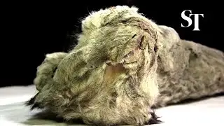 Lion cubs in Siberian permafrost are 'best preserved Ice Age animal'