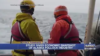 Alaska Pollock Industry Brought 832 Million Dollars to Alaska&rsquo;s Economy in 2023, Studies Shows