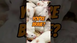 Face Your Fears: Top 5 Animal Phobias That Haunt Us! 🙀🙀🙀🐍