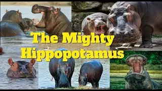 The Mighty Hippopotamus