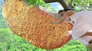 Girl Risks Her Life to Harvest Giant Beehives&ndash;Extreme Honey Hunting at Dangerous Heights!