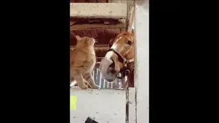 Cat Loves Back Scratches From Her Horse Friend