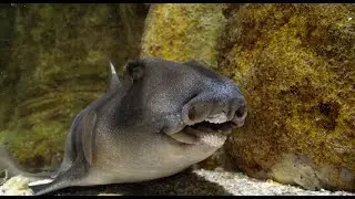 Les REQUINS aux DENTS DISSEMBLABLES, les requins HETERODONTIFORMES.