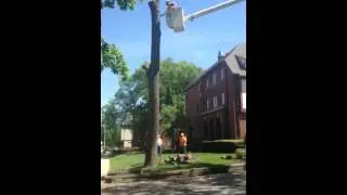 Lumberjack Tree Service