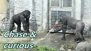 Gorilla brothers Jabali and Ringo's chase game and curious / Jabali and Ringo 追來追去, 好奇保育員沖水
