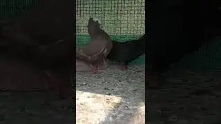 fancy pigeon #trending #shortvideo #corbett #uttrakhnd #pigeonlover #dovepigeon