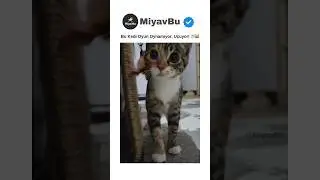 Bu Oyuncu Kediye Dikkat! ⚡😼 #kedi #cats #kedishorts #catshorts #shorts #kedivideoları #cat #keşfet