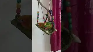 Handmade Swing bed for  Sunconure #Sunconure #sunconurebirds #birds #sunconures #funny #indoorswing