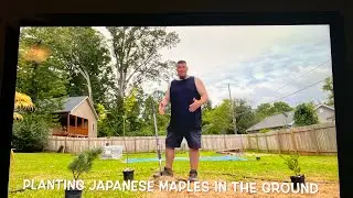 Creating A New Japanese Maple Garden In Western North Carolina
