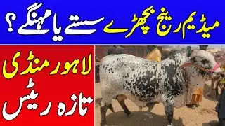 Medium Range Bachray ❤️&zwj;🔥Janwar Sasty Ya Mehngy 🤔  Latest Lahore Bakra Mandi Updates |