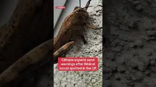 Biblical Locust spotted in UK garden #themirror #news
