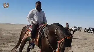 Nagraj king 🐍🐴 vekriya doad