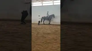 Practicing piaffe with Chi - 14yo Holsteiner Stallion.